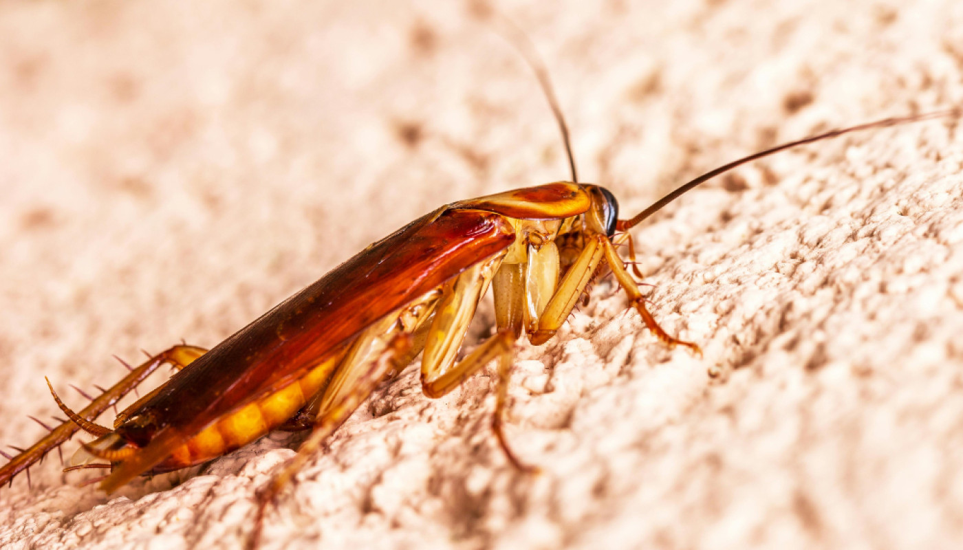 Vous avez découvert des blattes rayées chez vous ? Au Mans, Sherlock Détecte vous en débarrasse !